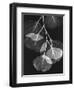 Eucalyptus Xray 2-Albert Koetsier-Framed Art Print