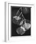 Eucalyptus Xray 2-Albert Koetsier-Framed Art Print