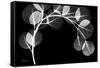 Eucalyptus Xray-Albert Koetsier-Framed Stretched Canvas