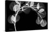 Eucalyptus Xray-Albert Koetsier-Stretched Canvas