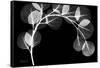 Eucalyptus Xray-Albert Koetsier-Framed Stretched Canvas