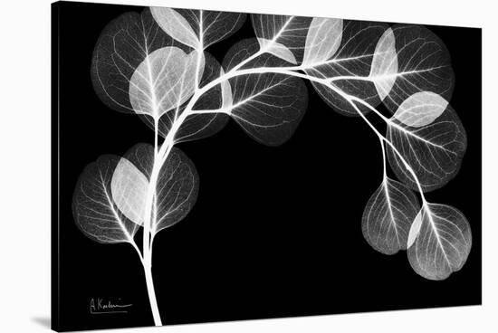 Eucalyptus Xray-Albert Koetsier-Stretched Canvas