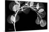 Eucalyptus Xray-Albert Koetsier-Stretched Canvas