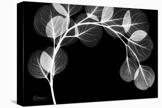 Eucalyptus Xray-Albert Koetsier-Stretched Canvas