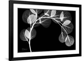 Eucalyptus Xray-Albert Koetsier-Framed Premium Giclee Print