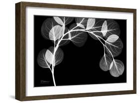 Eucalyptus Xray-Albert Koetsier-Framed Art Print