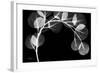 Eucalyptus Xray-Albert Koetsier-Framed Art Print