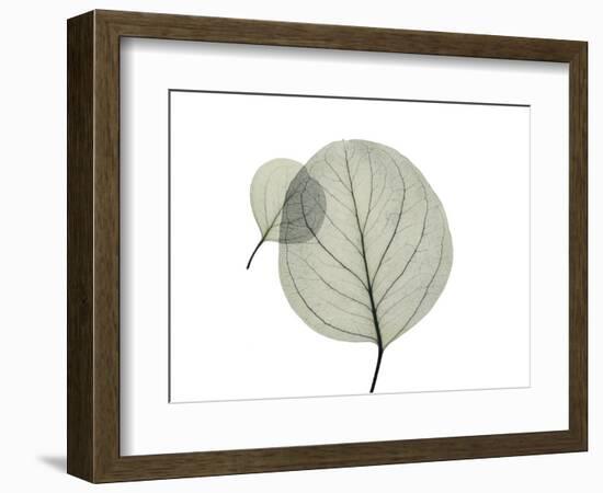 Eucalyptus-Albert Koetsier-Framed Photographic Print