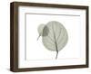 Eucalyptus-Albert Koetsier-Framed Photographic Print