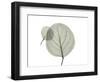 Eucalyptus-Albert Koetsier-Framed Photographic Print