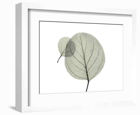 Eucalyptus-Albert Koetsier-Framed Photographic Print