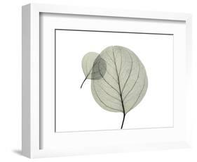 Eucalyptus-Albert Koetsier-Framed Photographic Print