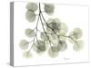 Eucalyptus-Albert Koetsier-Stretched Canvas