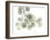 Eucalyptus-Albert Koetsier-Framed Art Print