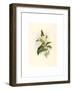 Eucephala Caerulea (Blue-Chinned Sapphire)-Richter & Gould-Framed Giclee Print