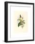 Eucephala Caerulea (Blue-Chinned Sapphire)-Richter & Gould-Framed Giclee Print