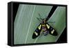 Euchromia Folletii (South African Day-Flying Moth)-Paul Starosta-Framed Stretched Canvas