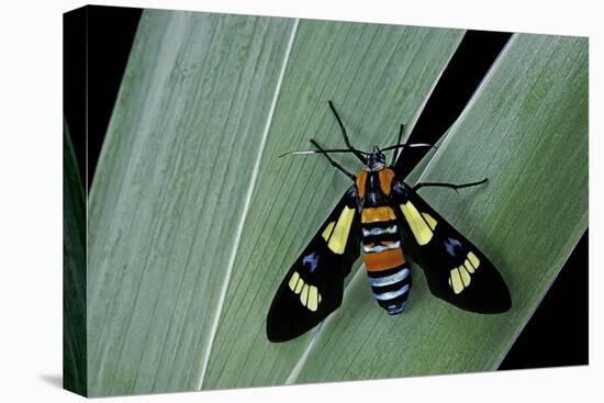 Euchromia Folletii (South African Day-Flying Moth)-Paul Starosta-Stretched Canvas