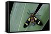 Euchromia Folletii (South African Day-Flying Moth)-Paul Starosta-Framed Stretched Canvas