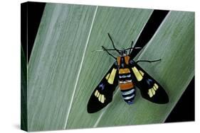 Euchromia Folletii (South African Day-Flying Moth)-Paul Starosta-Stretched Canvas