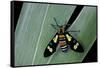 Euchromia Folletii (South African Day-Flying Moth)-Paul Starosta-Framed Stretched Canvas