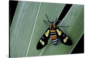 Euchromia Folletii (South African Day-Flying Moth)-Paul Starosta-Stretched Canvas