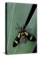 Euchromia Folletii (South African Day-Flying Moth)-Paul Starosta-Stretched Canvas