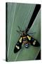 Euchromia Folletii (South African Day-Flying Moth)-Paul Starosta-Stretched Canvas