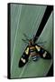 Euchromia Folletii (South African Day-Flying Moth)-Paul Starosta-Framed Stretched Canvas