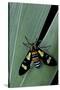 Euchromia Folletii (South African Day-Flying Moth)-Paul Starosta-Stretched Canvas