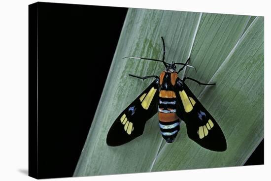 Euchromia Folletii (South African Day-Flying Moth)-Paul Starosta-Stretched Canvas