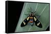 Euchromia Folletii (South African Day-Flying Moth)-Paul Starosta-Framed Stretched Canvas