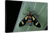 Euchromia Folletii (South African Day-Flying Moth)-Paul Starosta-Stretched Canvas