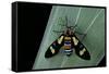Euchromia Folletii (South African Day-Flying Moth)-Paul Starosta-Framed Stretched Canvas