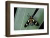 Euchromia Folletii (South African Day-Flying Moth)-Paul Starosta-Framed Photographic Print