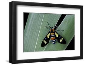 Euchromia Folletii (South African Day-Flying Moth)-Paul Starosta-Framed Photographic Print