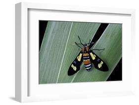Euchromia Folletii (South African Day-Flying Moth)-Paul Starosta-Framed Photographic Print