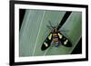 Euchromia Folletii (South African Day-Flying Moth)-Paul Starosta-Framed Photographic Print