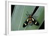 Euchromia Folletii (South African Day-Flying Moth)-Paul Starosta-Framed Photographic Print