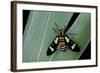 Euchromia Folletii (South African Day-Flying Moth)-Paul Starosta-Framed Photographic Print