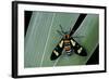 Euchromia Folletii (South African Day-Flying Moth)-Paul Starosta-Framed Photographic Print