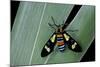 Euchromia Folletii (South African Day-Flying Moth)-Paul Starosta-Mounted Photographic Print