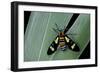 Euchromia Folletii (South African Day-Flying Moth)-Paul Starosta-Framed Photographic Print