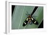 Euchromia Folletii (South African Day-Flying Moth)-Paul Starosta-Framed Photographic Print