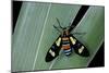 Euchromia Folletii (South African Day-Flying Moth)-Paul Starosta-Mounted Photographic Print