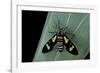 Euchromia Folletii (South African Day-Flying Moth)-Paul Starosta-Framed Photographic Print