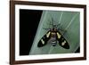 Euchromia Folletii (South African Day-Flying Moth)-Paul Starosta-Framed Photographic Print