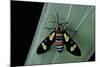 Euchromia Folletii (South African Day-Flying Moth)-Paul Starosta-Mounted Photographic Print