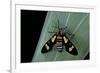 Euchromia Folletii (South African Day-Flying Moth)-Paul Starosta-Framed Photographic Print