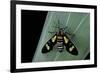 Euchromia Folletii (South African Day-Flying Moth)-Paul Starosta-Framed Photographic Print